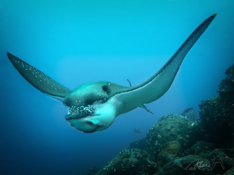 laugh galapagos by Marc Van Den Broeck 