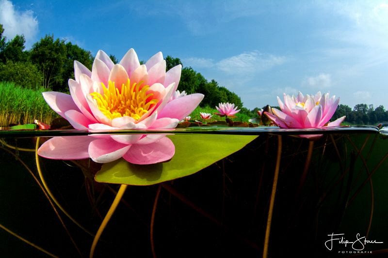 Waterlilies in the summer, Turnhout, Belgium. by Filip Staes 
