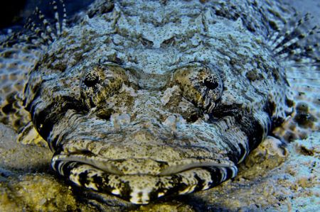 Crocodile Portrait in the Red Sea... by Alex Tattersall 