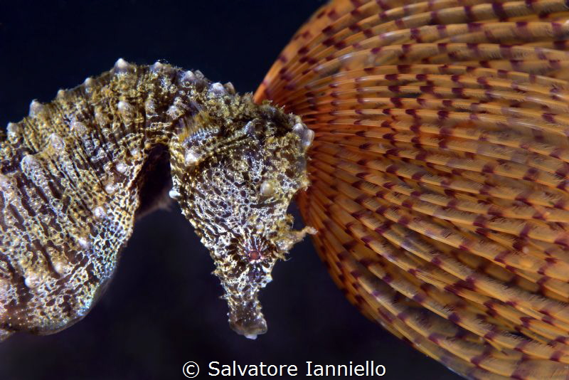 Hair crest by Salvatore Ianniello 
