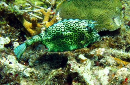I saw several Cowfish on my last trip to Isla Musjeres. H... by Bonnie Conley 