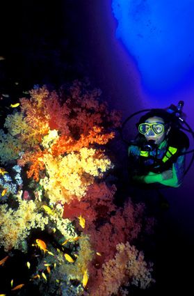 model with lush colours in Red Sea about 6 years ago. I s... by Fiona Ayerst 