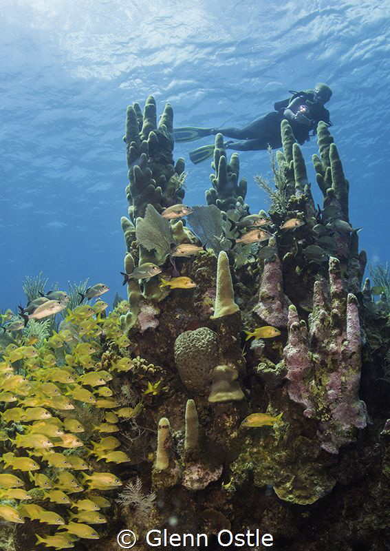 Diver over large pillar coral at Fish Tank in Grand Cayma... by Glenn Ostle 