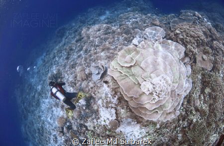 Diver cruising by Rose coral Garden at Parigi Moutong, Su... by Zaflee Md Suibarek 
