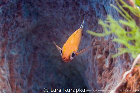 Dive site Lecuan 2 in Bunaken, Indonesia by Lars Kurapka 
