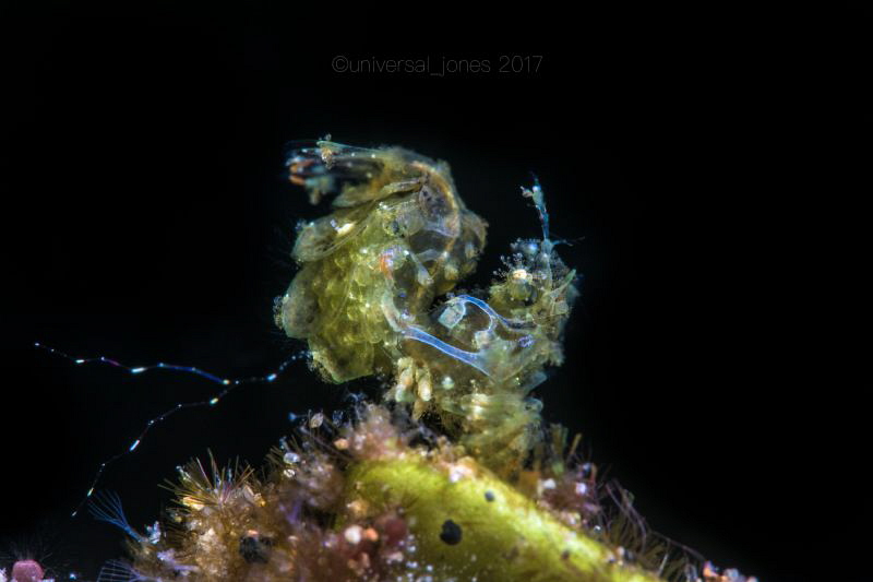 Phycocaris sp.
Canon 5Div in Aquatica Digital A5DMkiv 
... by Wayne Jones 
