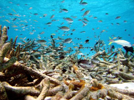 Dive site: Witche's Hut, Bonaire
Canon S70, No strobe in... by Juan Torres 
