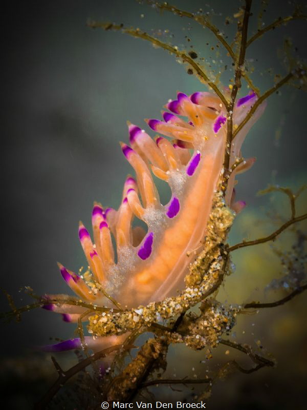 colors by Marc Van Den Broeck 