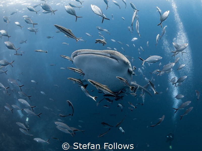 Make Room

Whale Shark - Rhincodon typus

Sail Rock, ... by Stefan Follows 