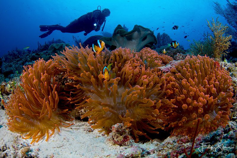View over the anemone fish, Raja Ampat. by Filip Staes 