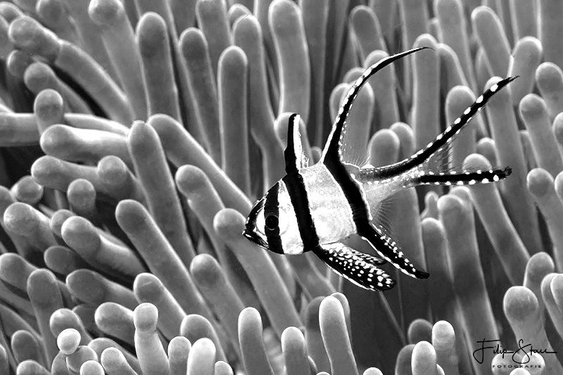 Banggai cardinalfish (pterapogon kauderni), Lembeh strait. by Filip Staes 