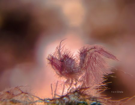 Chasing Lights 
Hairy shrimp ( Phycocaris simulans ) by Ton Ghela 