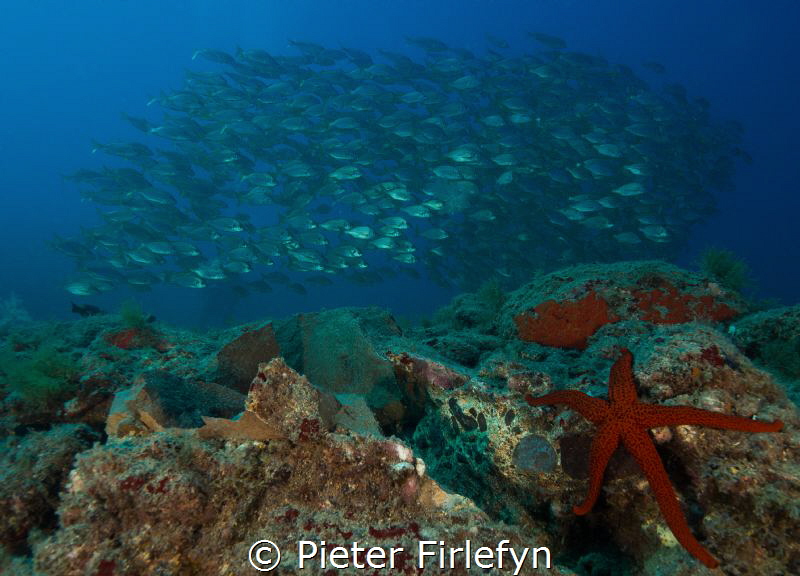 Seastar with school of bastard grunts by Pieter Firlefyn 
