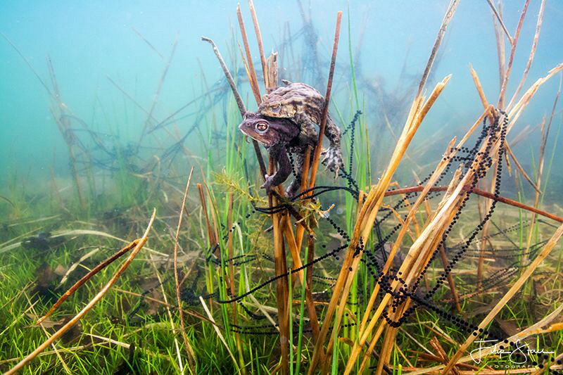 Mating Toads, Turnhout, Belgium. by Filip Staes 