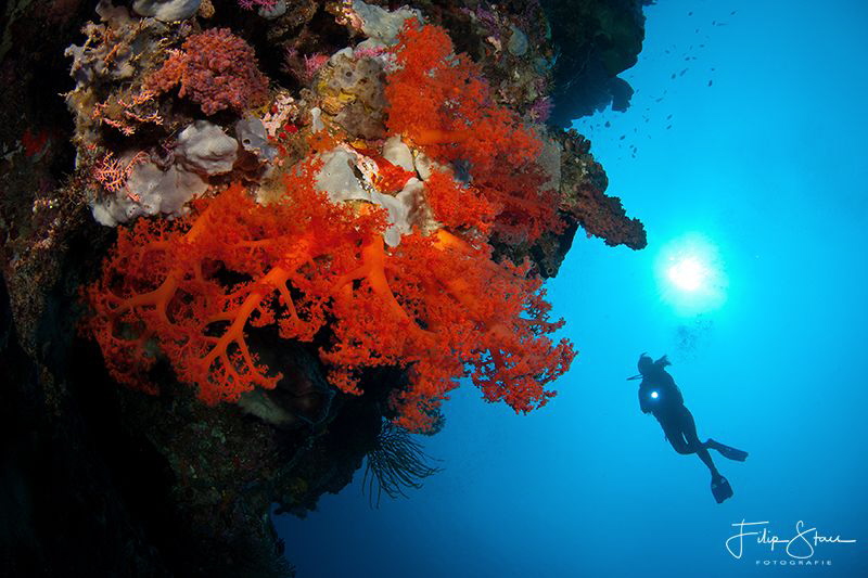 Drop off, Bunaken, Sulawesi. by Filip Staes 