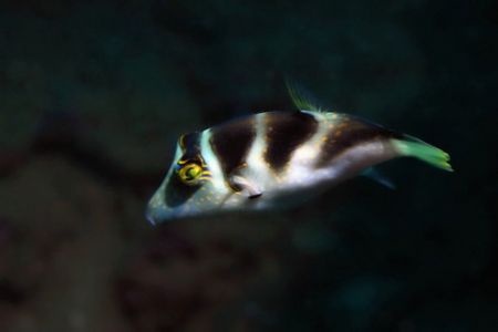 Yesterdays dive at Haleiwa the Trench on the North Shore ... by Glenn Poulain 