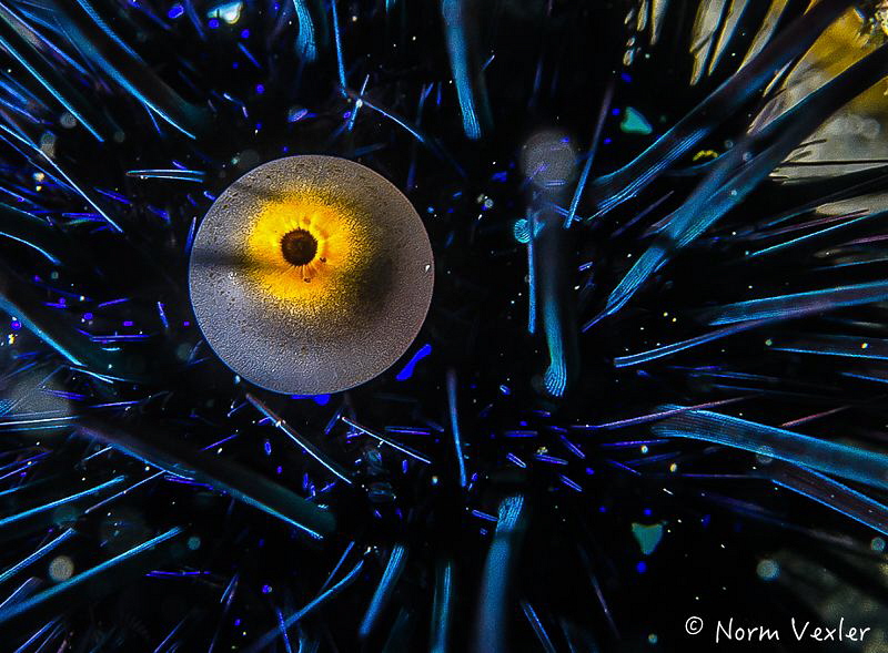 Ocean Art by Norm Vexler 