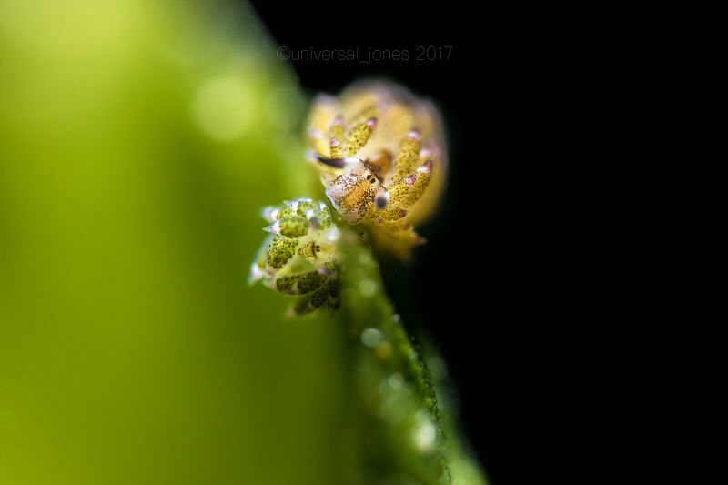 Costasiella sp by Wayne Jones 