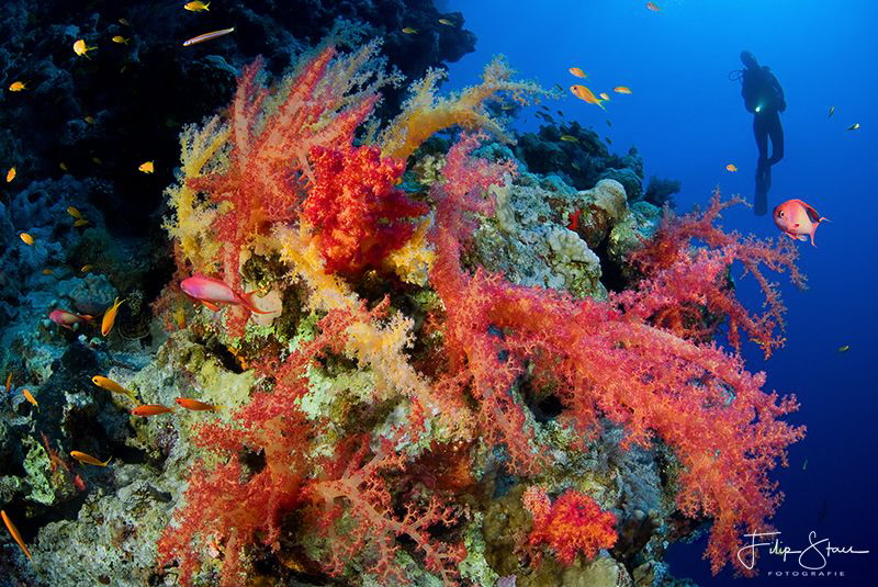"Soft corals explosion", The Bells, Dahab. by Filip Staes 