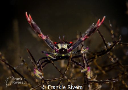 A very little guy hanging out in the coral.
Black Coral ... by Frankie Rivera 