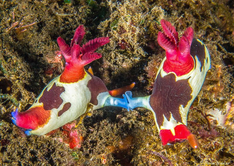 Nudibranch Love by Norm Vexler 
