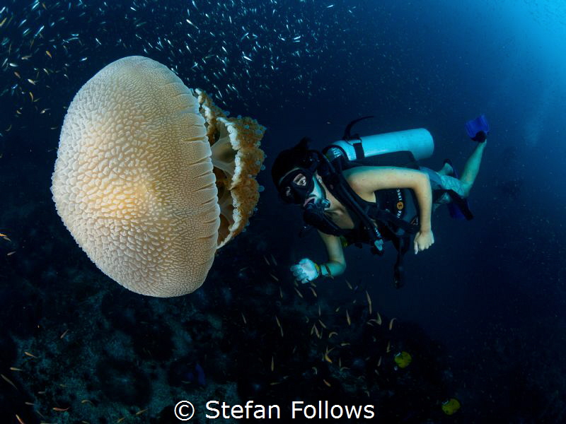 JellyMan

Jellyfish - Thysanostoma thysanura

Sail Ro... by Stefan Follows 