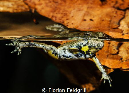 Courios Bombina variegata 2cm, close near the Secam Planp... by Florian Feldgrill 