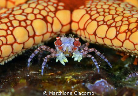 Pom Pom crab and star.
Lembeh sytrait 
Nikon D800E , 10... by Marchione Giacomo 