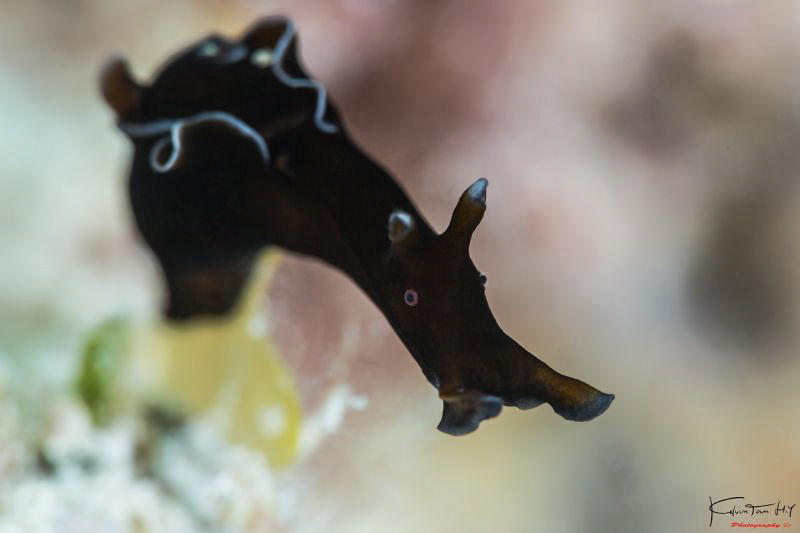 Sea-hare by Kelvin H.y. Tan 