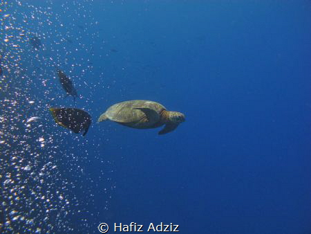 Turtle of Sipadan by Hafiz Adziz 