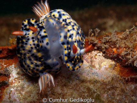 Hypselodoris infucata
MATING by Cumhur Gedikoglu 