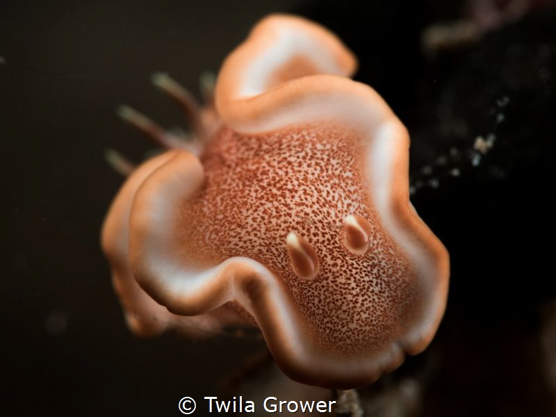Lovely nudi by Twila Grower 