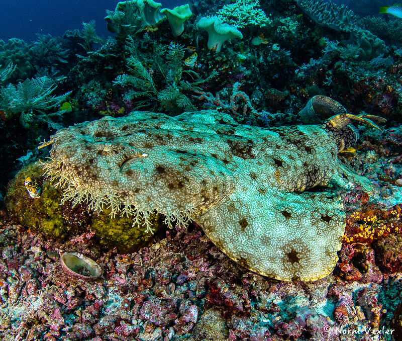 Close up to a Wobbegong Shark by Norm Vexler 