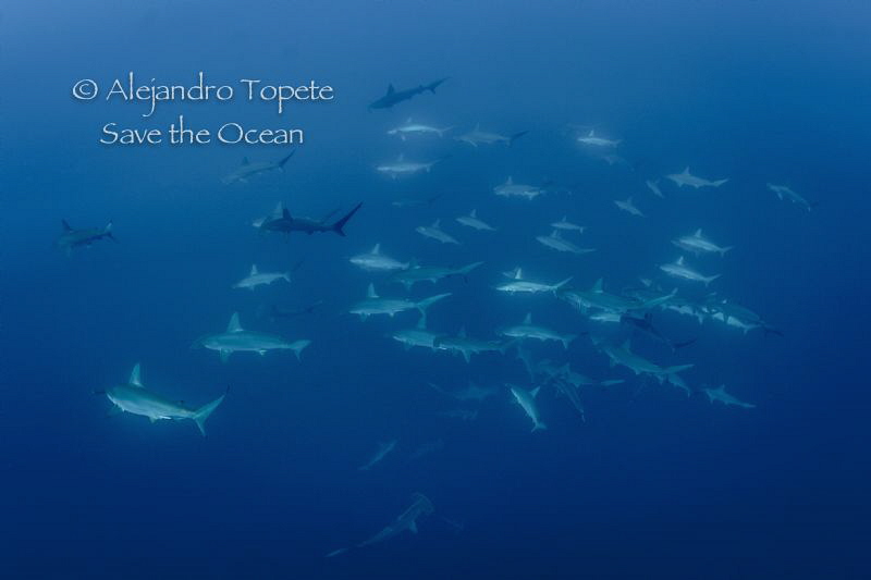 School of Hammerheads, Roca Partida México by Alejandro Topete 