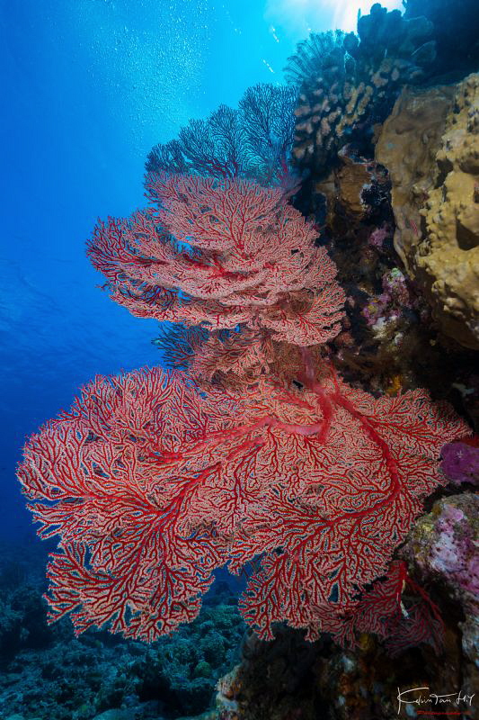 Sea fan by Kelvin H.y. Tan 