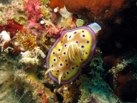 Taken at Mantabuan Island, East Malaysia by Dennis Siau 