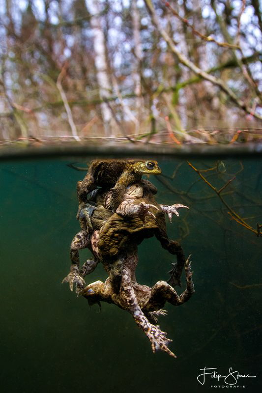 "The battle", mating toads, Turnhout, Belgium. by Filip Staes 