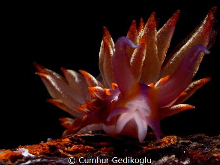 Hermaea variopicta
Shining beauty by Cumhur Gedikoglu 