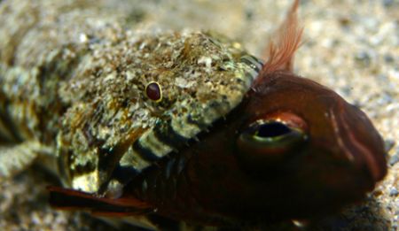 This Clearfinned Lizardfish earned his meal. Taken in 4' ... by Mathew Cook 