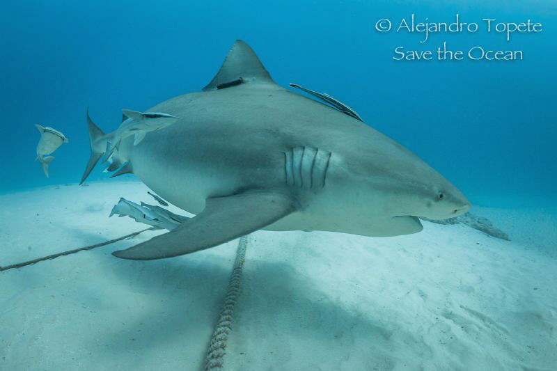 Bullshark pasing, Playa del Carmen Mexico by Alejandro Topete 
