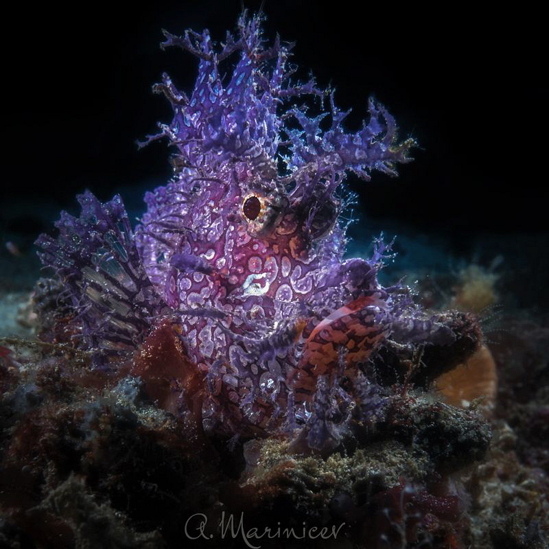 Weedy Scorpion Fish
(Rhinopias frondosa)
Anilao, Philip... by Aleksandr Marinicev 