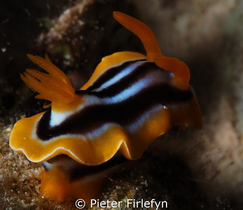 Chromodoris quadricolor by Pieter Firlefyn 