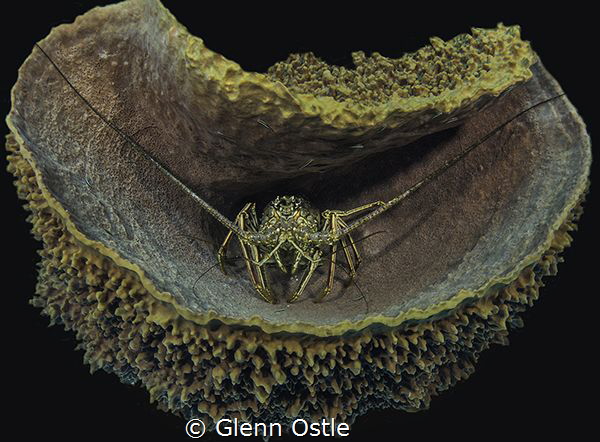A large lobster has found a "soft" place to rest, inside ... by Glenn Ostle 