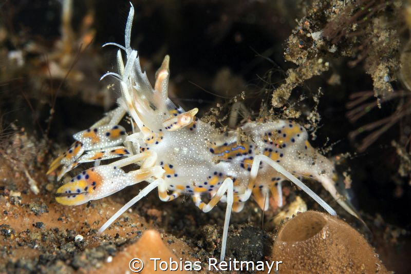 Tiger shrimp in Melasti, Amed, Bali by Tobias Reitmayr 