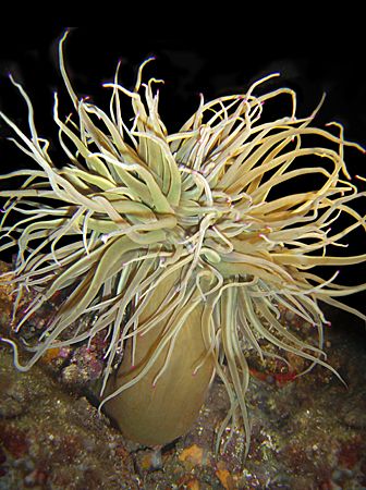 Mediterranean Anemone by Nicholas Samaras 