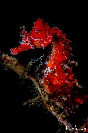 red by Jinggong Zhang 
