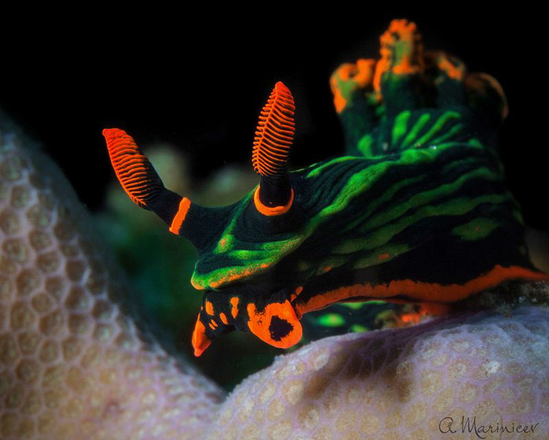 Nembrotha kubaryana by Aleksandr Marinicev 