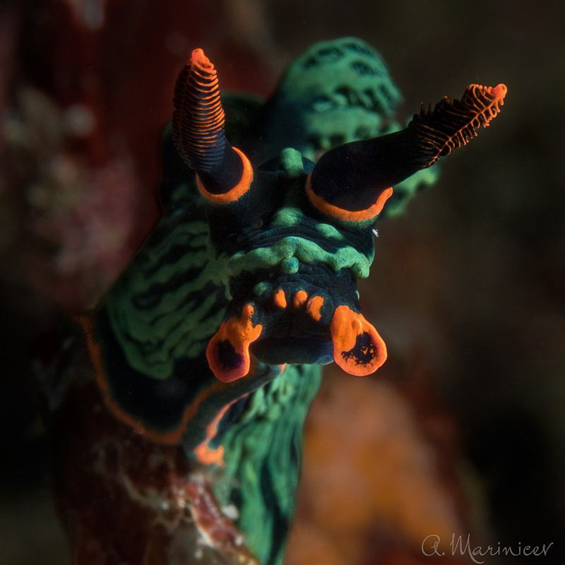Nembrotha kubaryana by Aleksandr Marinicev 