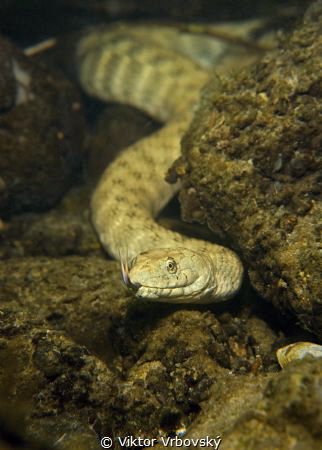Dice snake (Natrix tessellata) by Viktor Vrbovský 