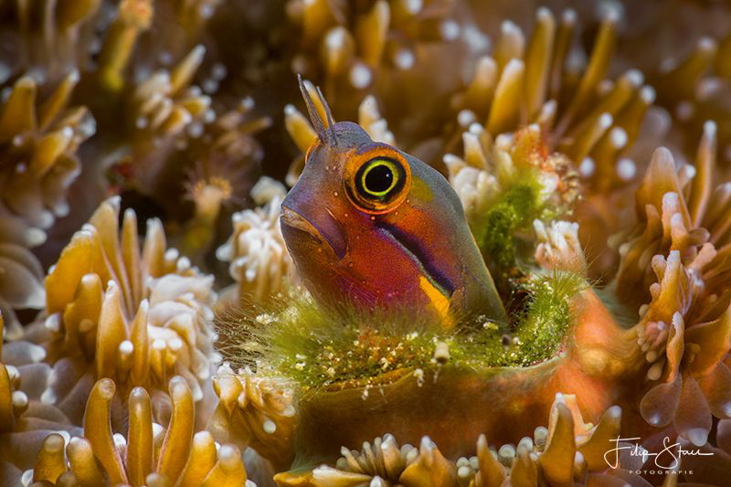 "The grass is always greener on the other side", Raja Ampat. by Filip Staes 
